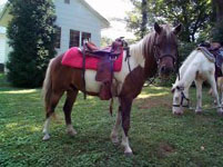 Pony rides are a hit every time from Oliver Entertainment and Caterting serving Northern Virginia, Washington DC and Maryland